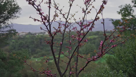 tilt down shot of a lilac tree