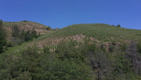 vinyard sarras france mountain wine