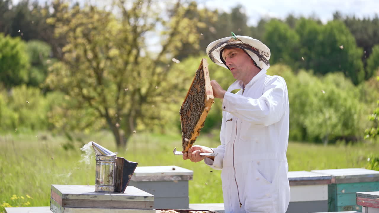 Serious man in white suit looks at honey frame full of bees in his hands. Smoker device placed on the hive beside. Blurred nature backdrop.