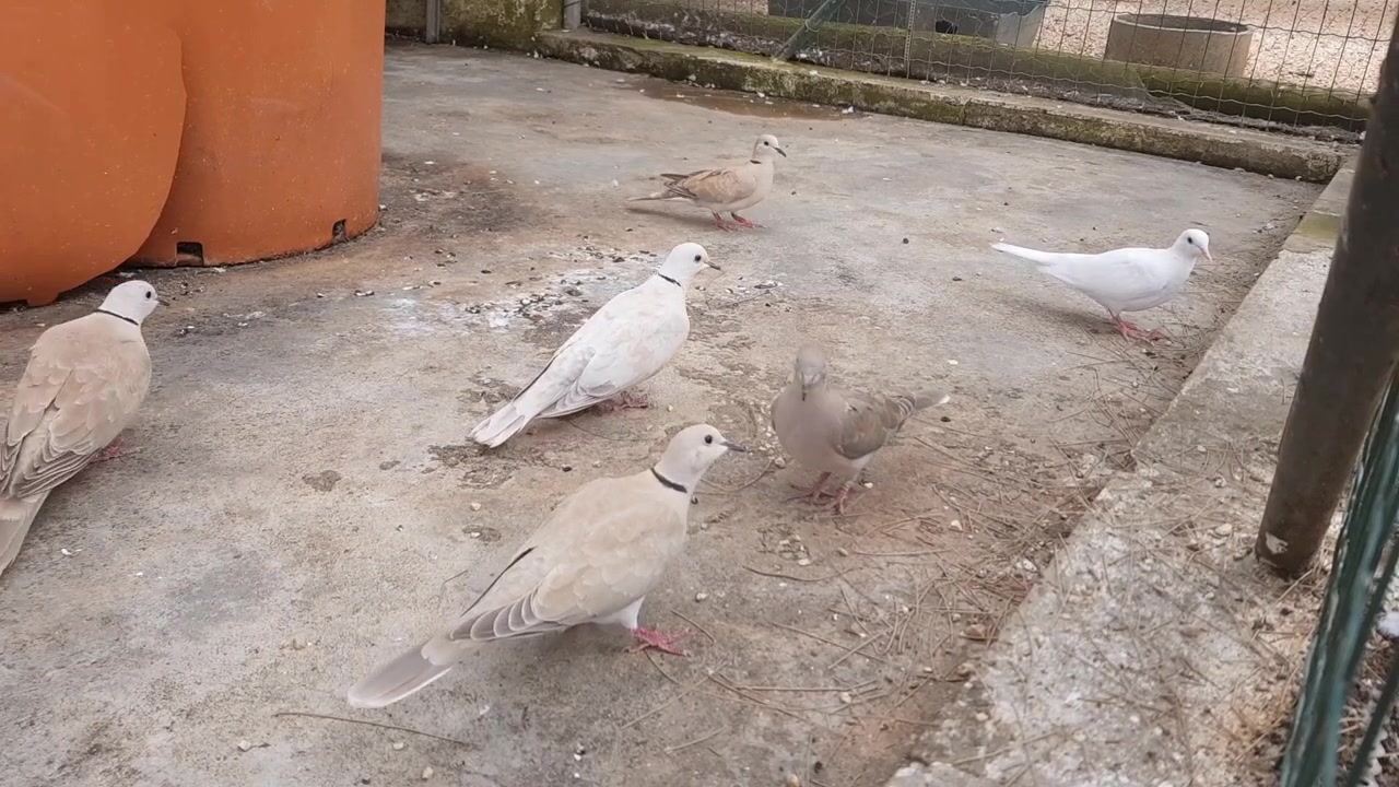 Alcuni piccioni camminano nel cortile.