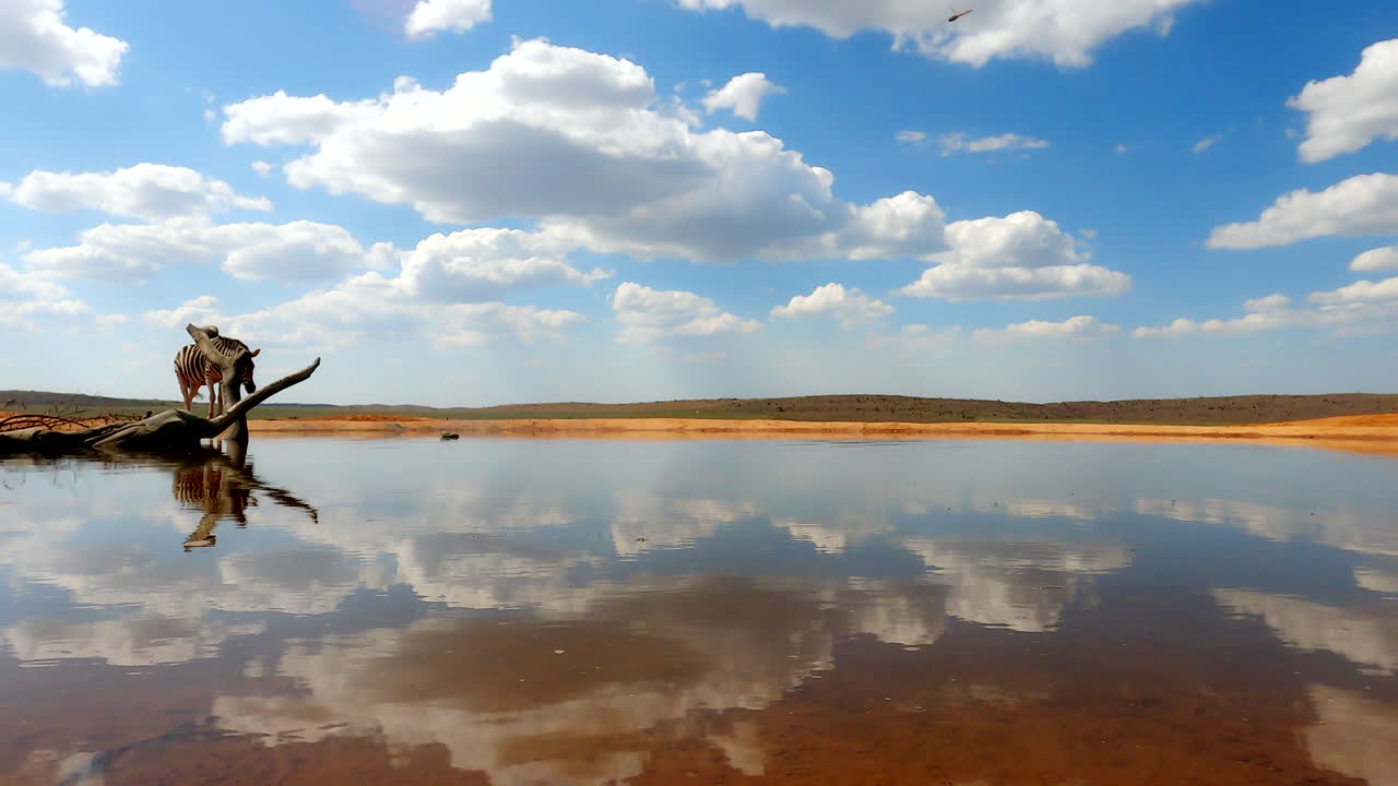 una cebra se acerca a un pozo de agua tranquilo bajo un cielo brillante, reflejando la tranquilidad y la naturaleza