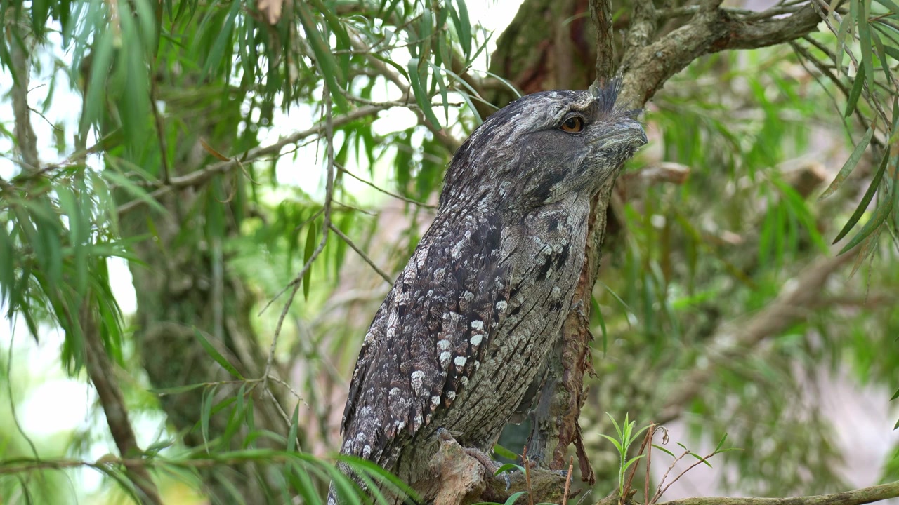 Ruskea pöllökehrääjä (Podargus strigoides) istuu puun oksalla naamioituneena puun kuoren ja metsäympäristön sekaan. Lähikuva.
