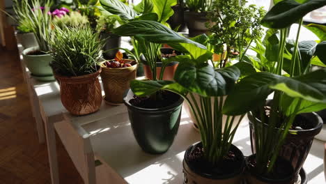 assorted potted plants on a white table by a window