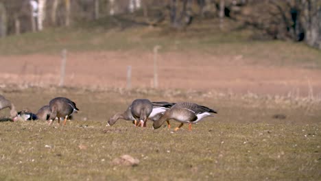 flock of been goose and white fronted goose eating grass on field