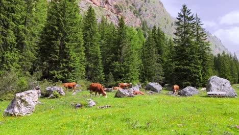 cattle grazing calmly in a green meadow, surrounded by trees and open sky at base of mountains