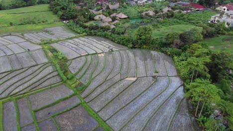 aerial shots of golden ricefields at sunset going towards a luxury villa compound