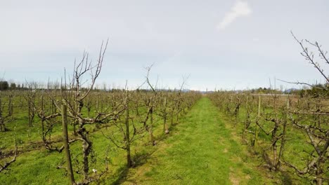 Weinberg-An-Einem-Sonnigen-Tag-4k