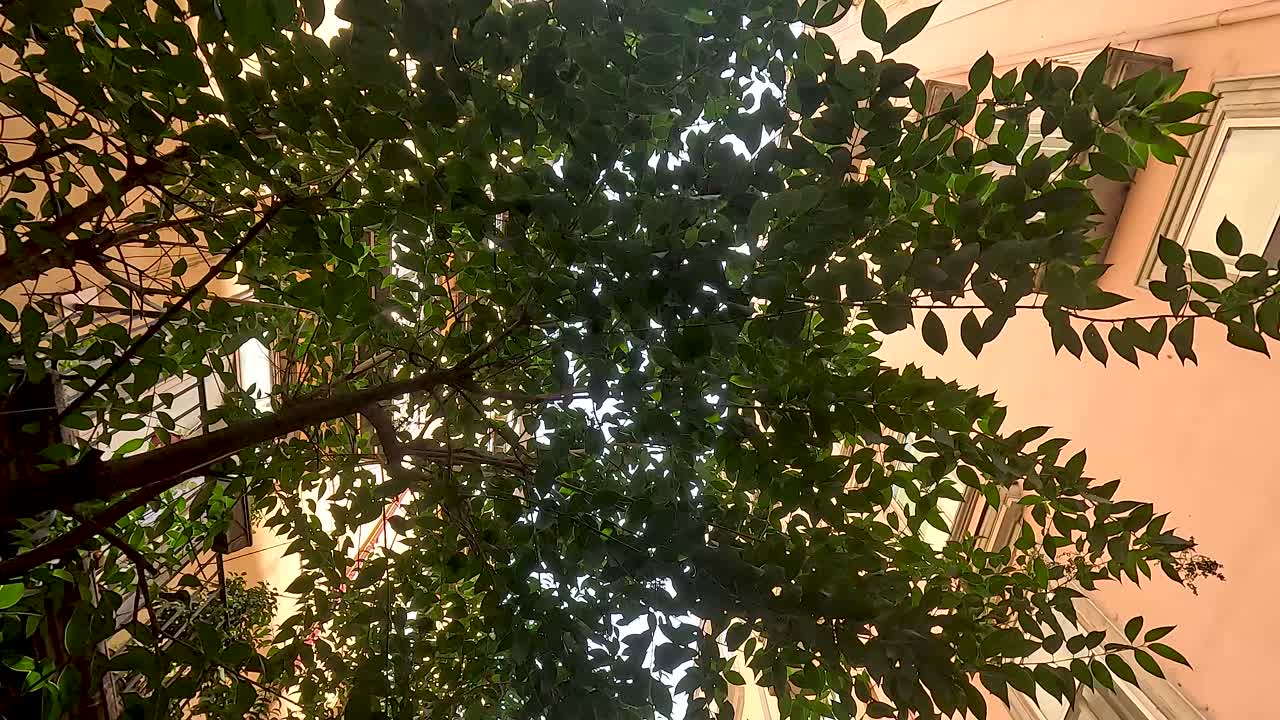 Trees and buildings in a narrow alley