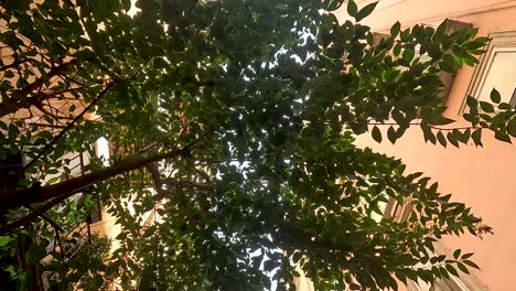 árboles y edificios en un callejón estrecho