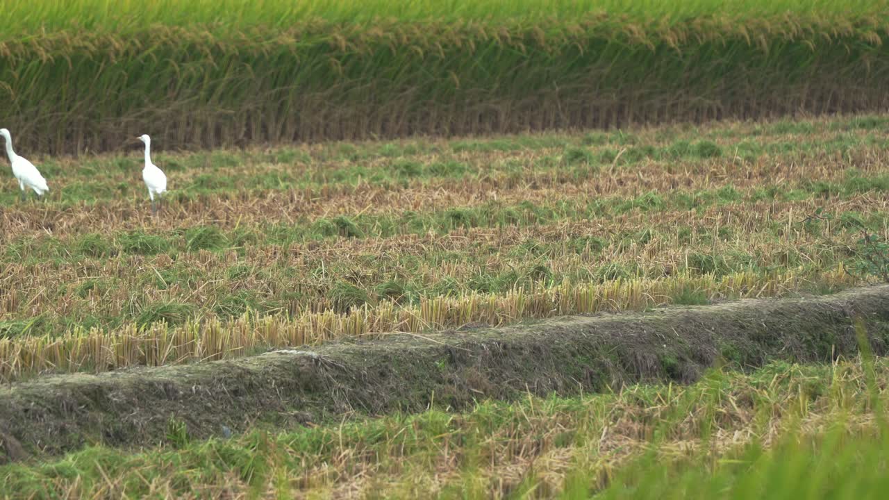 섭금류, 백로 등은 수확철에 경작된 논에 모여 수확기 트랙터를 타고 찢어진 작물을 먹고, 베고, 탈곡하고, 까부르기