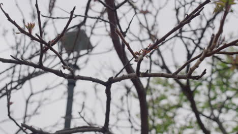 view of tree against white sky in city park. meditative nature background.