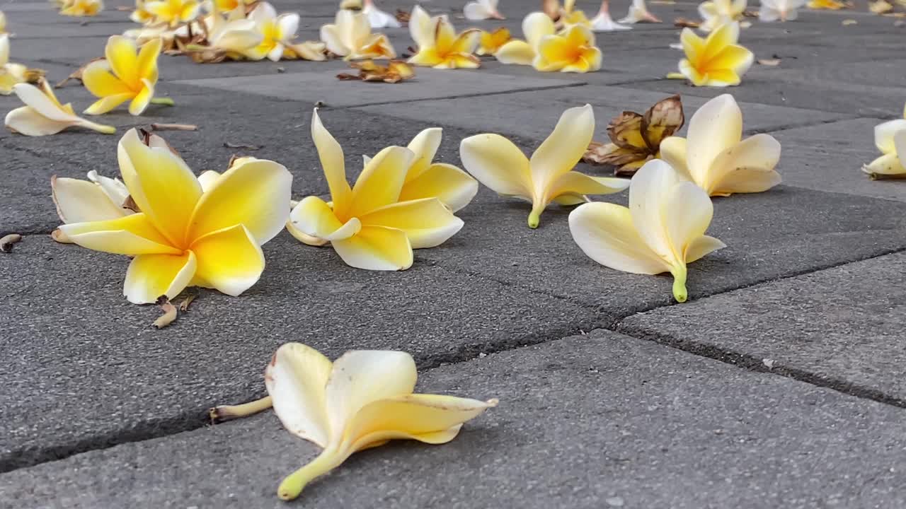 Footage of plumeria flowers falling and strewn across the marble floor.