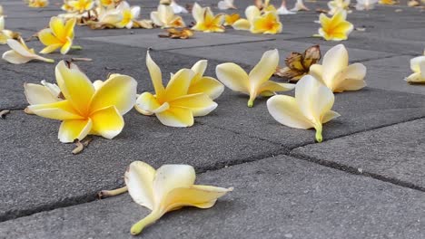 footage of plumeria flowers falling and strewn across the marble floor.