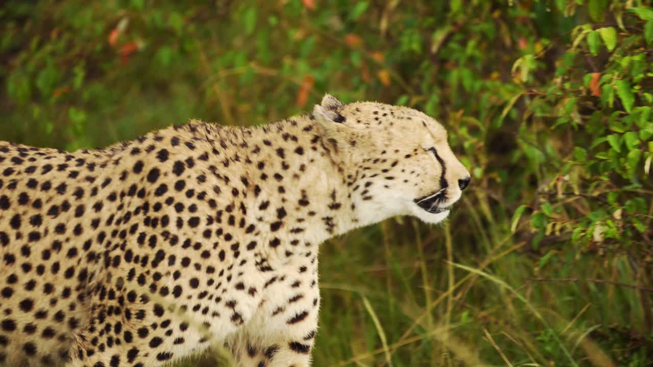 disparo en cámara lenta de primer plano disparo de guepardo caminando en un exuberante paisaje de pastizales, vida silvestre africana en la reserva nacional de maasai mara, kenia, áfrica animales de safari en la reserva de masai mara norte
