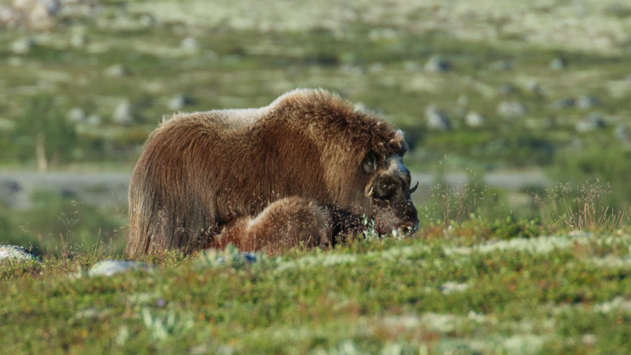 Wildlife Close-Up of Musk Ox Nursing Calf in Summer Tundra Norway