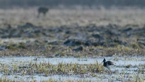 Avefría-De-Pie-Cerca-De-Un-Charco-De-Prado-Inundado-A-Principios-De-La-Luz-De-La-Hora-Dorada-De-La-Primavera