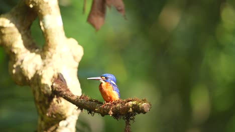 Pájaro-Martín-Pescador-De-Orejas-Azules-Posado-En-La-Rama-Del-árbol-Con-El-Sol-De-La-Mañana