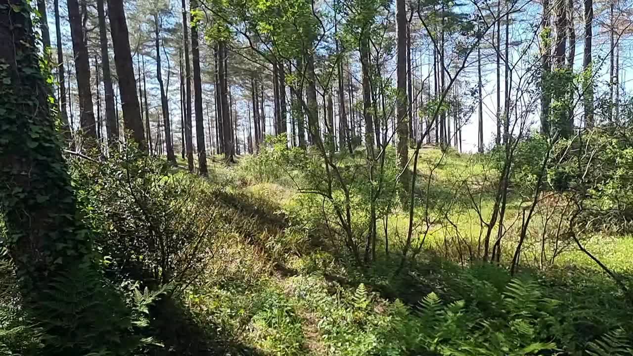Hiking trail through dense thick Newborough forest sunlit trees on warm summer morning moving right