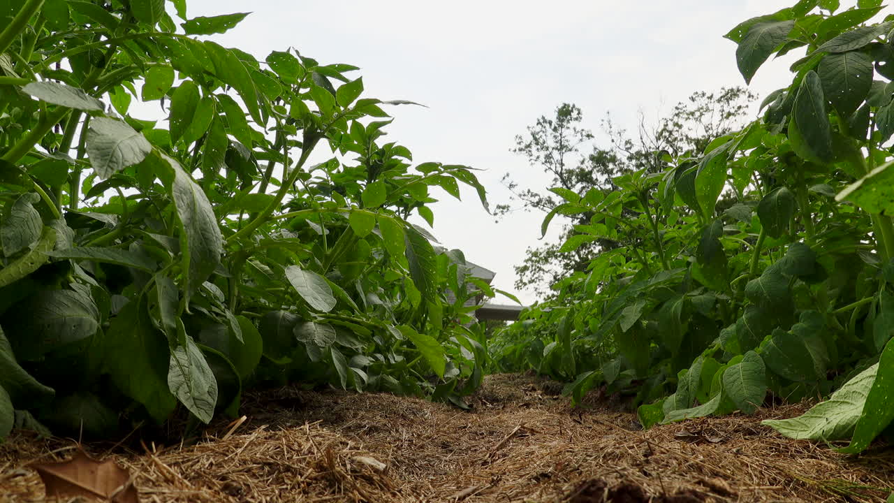 en el jardín mirando las hileras de plantas de patata y viéndolas moverse con el viento