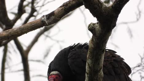 yellow-headed caracara bird sitting on a branch of a tree and is scared away by a red headed turkey vulture, big predator bird