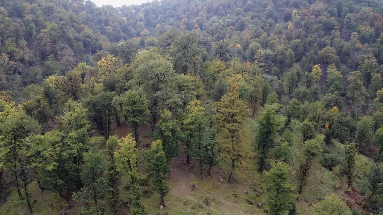 Kırsal dağlarda derin yeşil ormanlık yamaçtan havadan yükseliş.