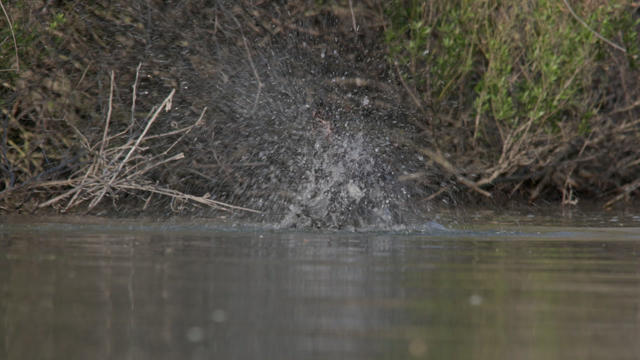 Muscovy duck cleaning and playing in the water flapping its wings
