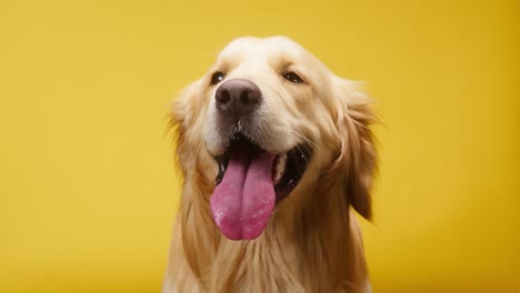 golden retriever on yellow background, gold labrador dog breathing with open mouth and tongue out close up. shooting domestic pet in studio