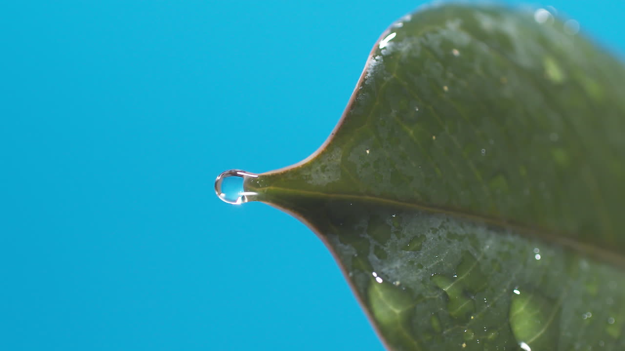 vertical de gotas de agua que gotean de las hojas verdes sobre el fondo azul