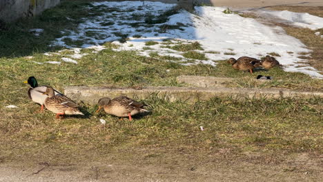mallard ducks foraging on grass near melting snow