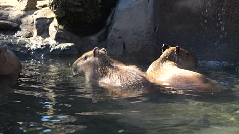 group of capybara taking a hot spring bath on cold winter day