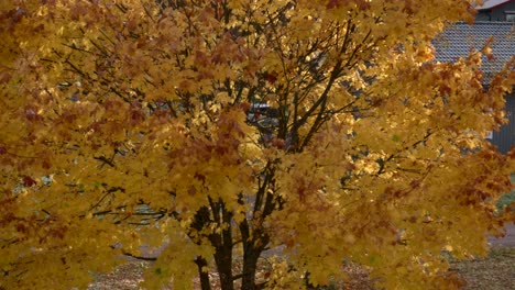 Goldene-Ahornblätter-Fallen-Langsam-Von-Einem-Baum