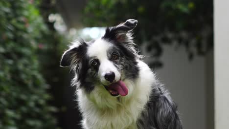 4k cute smiling boarder collie blue merle sitting confused slow motion