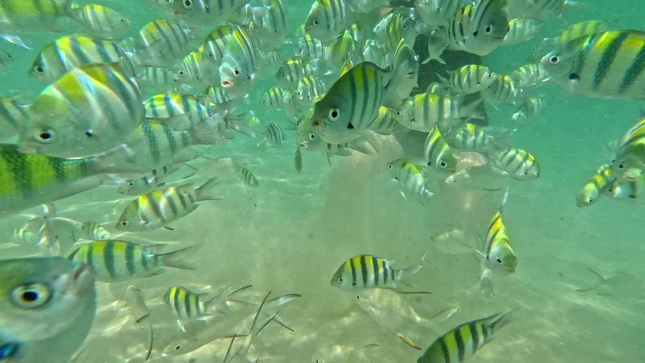 Underwater scene of sergeant major or Abudefduf saxatilis school of fish swimming and swarming towards a tourist in the clear shallow seawater of Krabi, Thailand