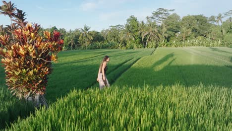 slow motion drone shot following barefoot woman walking through rice paddies in ubud bali indonesia at sunrise