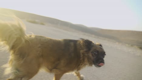 dog enjoying a run in a desert town during sunset