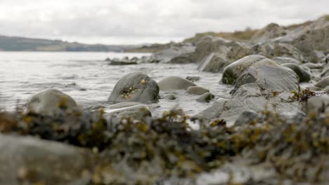 a shallow depth of field shows a gentle ebbing tide slowly moving seaweed against barnacle covered rocks in scotland