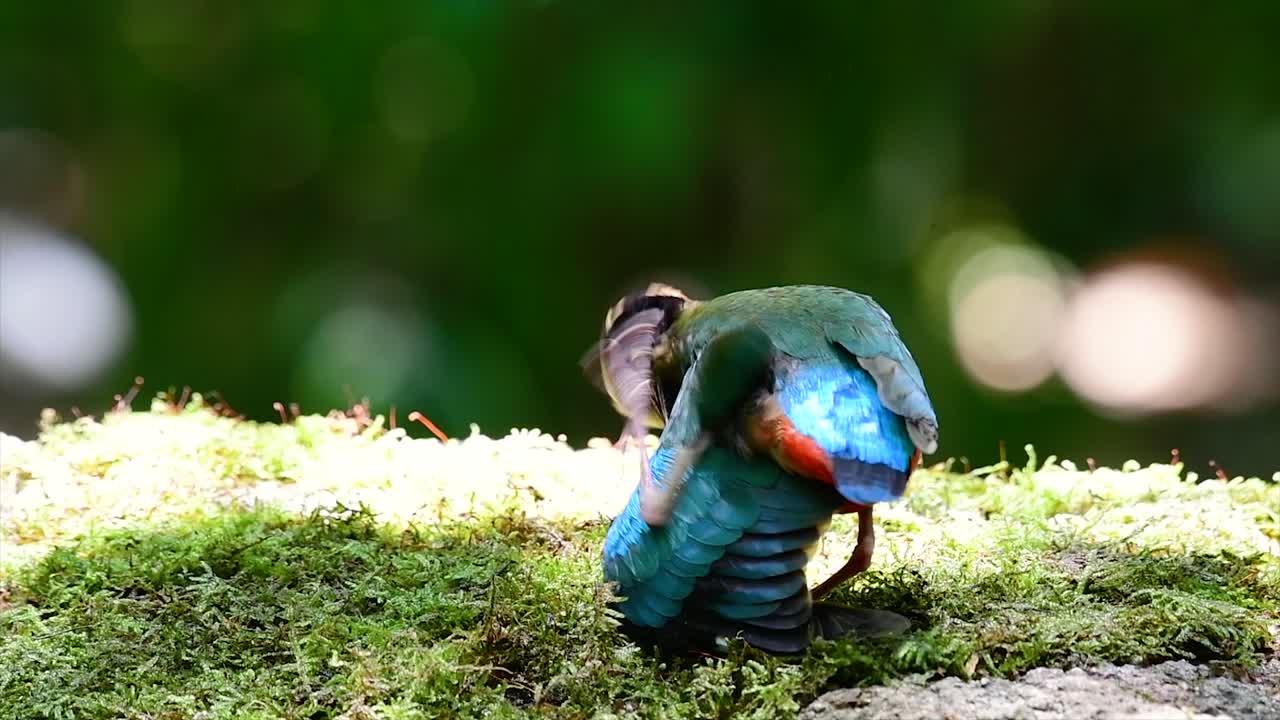 가장 원하는 pittas 중 하나이며 취약한 종으로 나열됩니다.