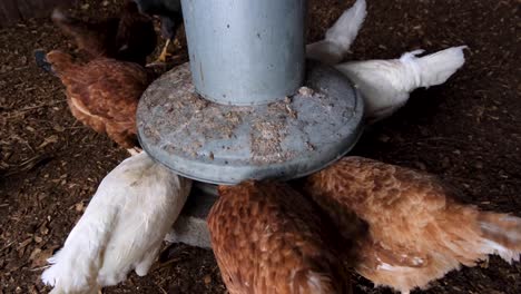 chickens and egg laying hens feeding from a circular grain feeder inside chicken coup on a small lifestyle farm