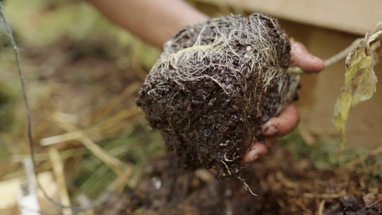 슬로우 모션, 성장 - 심기 전에 토마토 식물의 뿌리를 적시다
