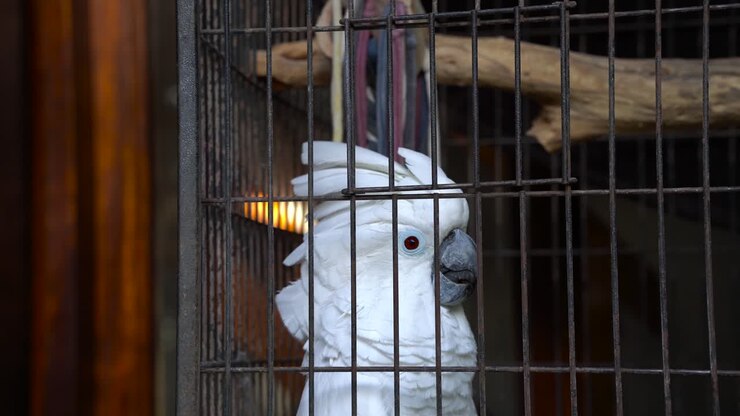 Close-up of a white cockatoo in a cage, extending his head crest
