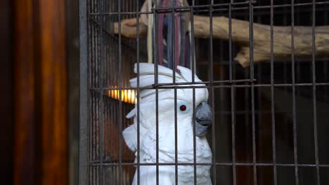 Close-up-of-a-white-cockatoo-in-a-cage,-extending-his-head-crest