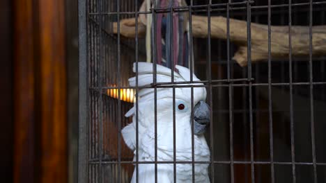 primer plano de una cacatúa blanca en una jaula, extendiendo la cresta de su cabeza