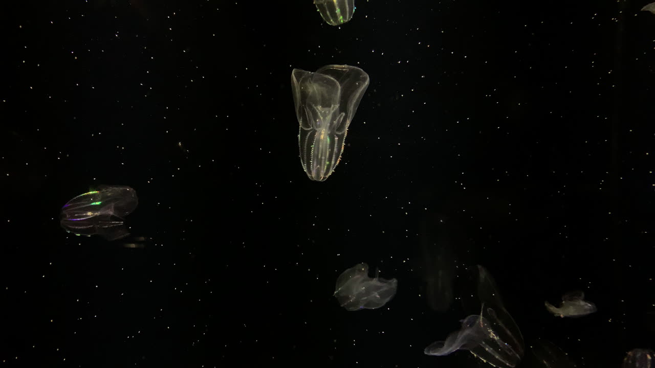 medusa - bolinopsis infundibulum - en el acuario de kamon, japón