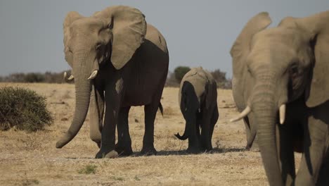 Wide-shot-of-a-herd-of-African-elephants-walking-towards-the-camera,-Mashatu-Botswana