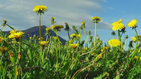 vista de primer plano de ángulo bajo del diente de león en la brisa de verano con una montaña en el fondo