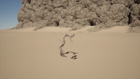 árbol muerto en el desierto