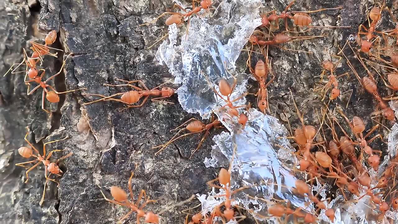 Macro video of ants moving across a natural surface, showcasing insect behavior, wildlife detail, teamwork, and ecosystem in stunning close up footage