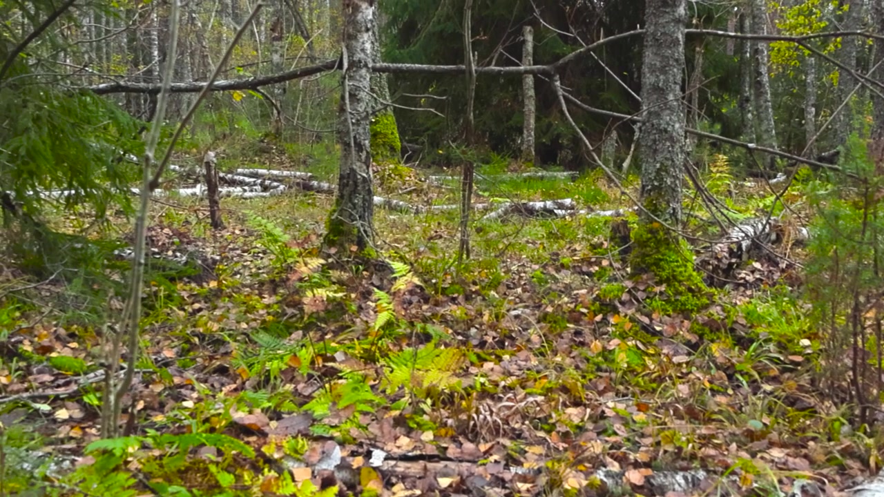 Panoramica di una foresta di latifoglie circondata da foglie cadute, albero spezzato con funghi e betulle cadute sul terreno verde e muschioso, fitta foresta sullo sfondo durante una giornata autunnale in Estonia.