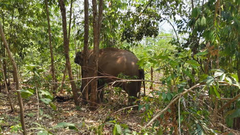 asian elephants in an elephant sanctuary in chiang mai, thailand