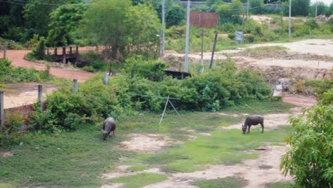 two water buffalo eating in a field